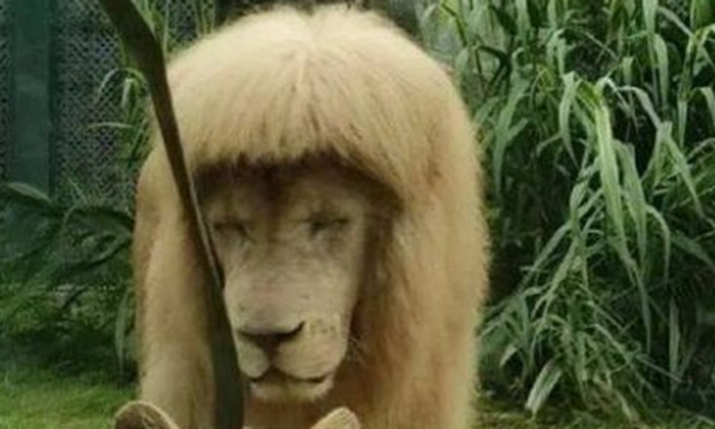 Amazing! A lion at Guangzhou Zoo trims himself a blunt bang - Global Times
