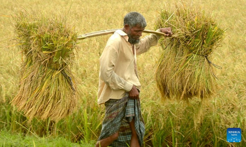 A farmer carries bundles of harvested rice in a paddy field in Nilphamari, Bangladesh, on May 17, 2022. Monga is a Bengali term farmers use for the eternal annual cycle of poverty and plenty. When the season is right, there is plenty for all. When things are tough, everyone suffers. Chinese seed is vital to Bangladesh's ambition to be self-sufficient in rice production.(Photo: Xinhua)