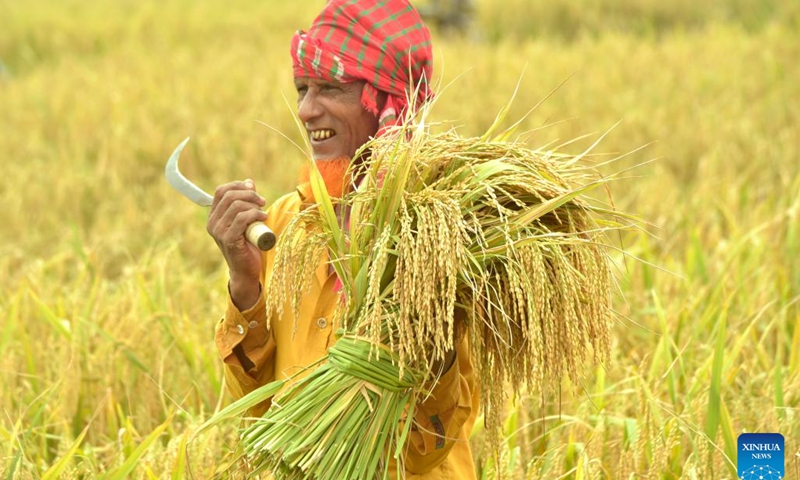 A farmer harvests rice in a paddy field in Nilphamari, Bangladesh, on May 17, 2022. Monga is a Bengali term farmers use for the eternal annual cycle of poverty and plenty. When the season is right, there is plenty for all. When things are tough, everyone suffers. Chinese seed is vital to Bangladesh's ambition to be self-sufficient in rice production.(Photo: Xinhua)