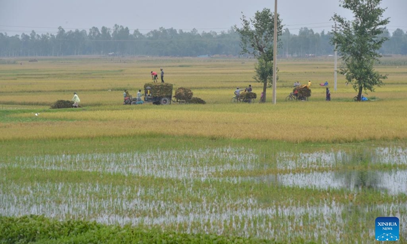 Farmers work in a paddy field in Nilphamari, Bangladesh, on May 17, 2022. Monga is a Bengali term farmers use for the eternal annual cycle of poverty and plenty. When the season is right, there is plenty for all. When things are tough, everyone suffers. Chinese seed is vital to Bangladesh's ambition to be self-sufficient in rice production.(Photo: Xinhua)