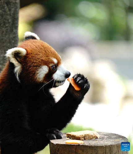 A red panda eats food at the Shanghai Zoo in east China's Shanghai, June 2, 2022. The Shanghai Zoo reopened to welcome tourists on Thursday. (Xinhua/Zhang Jiansong)