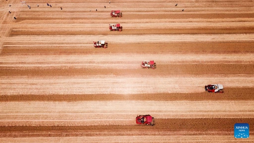 Aerial photo taken on June 2, 2022 shows harvesters reaping wheat in the field in Tancheng County of Linyi City, east China's Shandong Province. Shandong, one of the country's major wheat production base, has ushered in its harvest season in this summer at present. (Xinhua/Guo Xulei)

