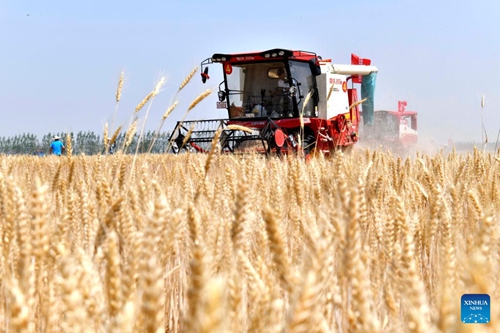 Aerial photo taken on June 2, 2022 shows harvesters reaping wheat in the field in Tancheng County of Linyi City, east China's Shandong Province. Shandong, one of the country's major wheat production base, has ushered in its harvest season in this summer at present. (Xinhua/Guo Xulei)

