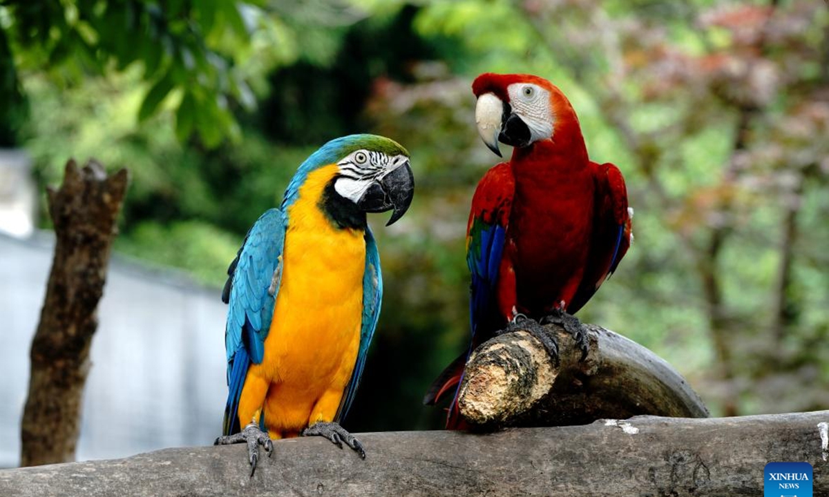 Macaws are seen at the Shanghai Zoo in east China's Shanghai, June 2, 2022. The Shanghai Zoo reopened to welcome tourists on Thursday. (Xinhua/Zhang Jiansong)