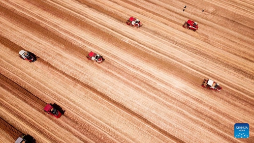 Aerial photo taken on June 2, 2022 shows harvesters reaping wheat in the field in Tancheng County of Linyi City, east China's Shandong Province. Shandong, one of the country's major wheat production base, has ushered in its harvest season in this summer at present. (Xinhua/Guo Xulei)

