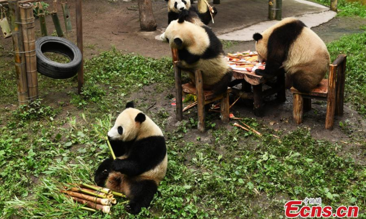 Chongqing Zoo holds a collective birthday party for six giant pandas on June 10. They are three-year-old “Shuangshuang”, “Chongchong”, “Xixi” and “Qingqing” and one-year-old “Xingxing” and “Chenchen”. Photo:China News Service