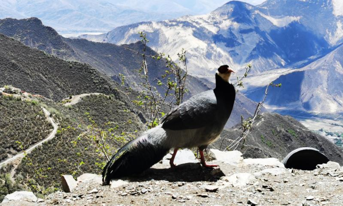A white eared pheasant (Crossoptilon crossoptilon) is observed in Shannan City, southwest China's Tibet Autonomous Region on May 14, 2022. Southwest China's Tibet Autonomous Region remains one of the best environmental areas in the world, with local biodiversity and ecosystems remaining stable in 2021, according to a report issued on June 2, 2022. Photo:Xinhua