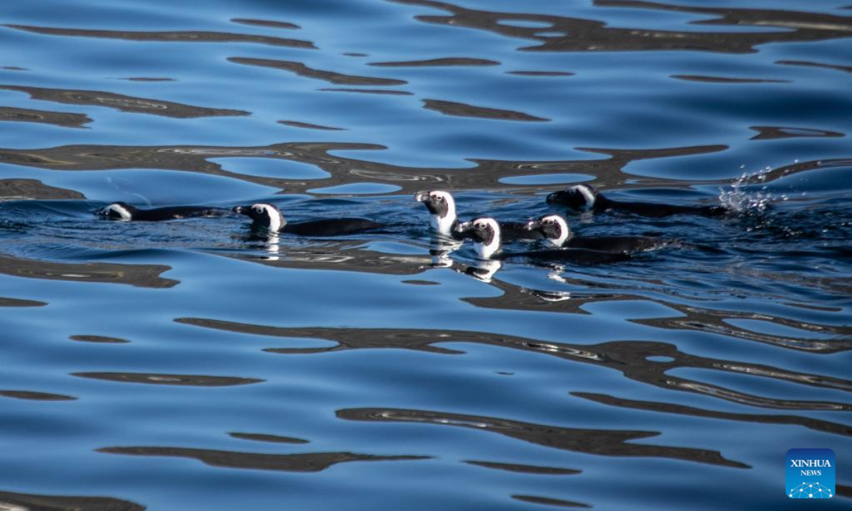 African penguins swim off the coast of Simon's Town in Cape Town, South Africa, on June 9, 2022. Photo:Xinhua