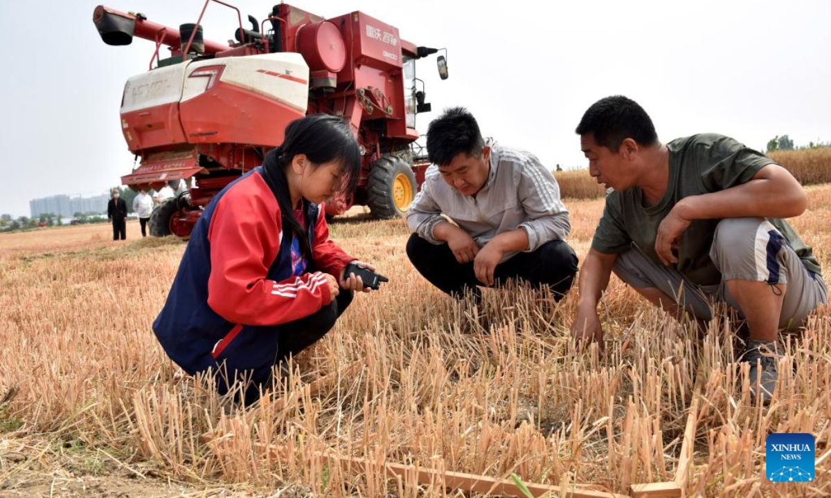 Tang Jumin (1st R) and Dou Liping (1st L) work with a villager in the wheat field at Hancun Village in Xingtai, north China's Hebei Province, June 9, 2022. Photo:Xinhua