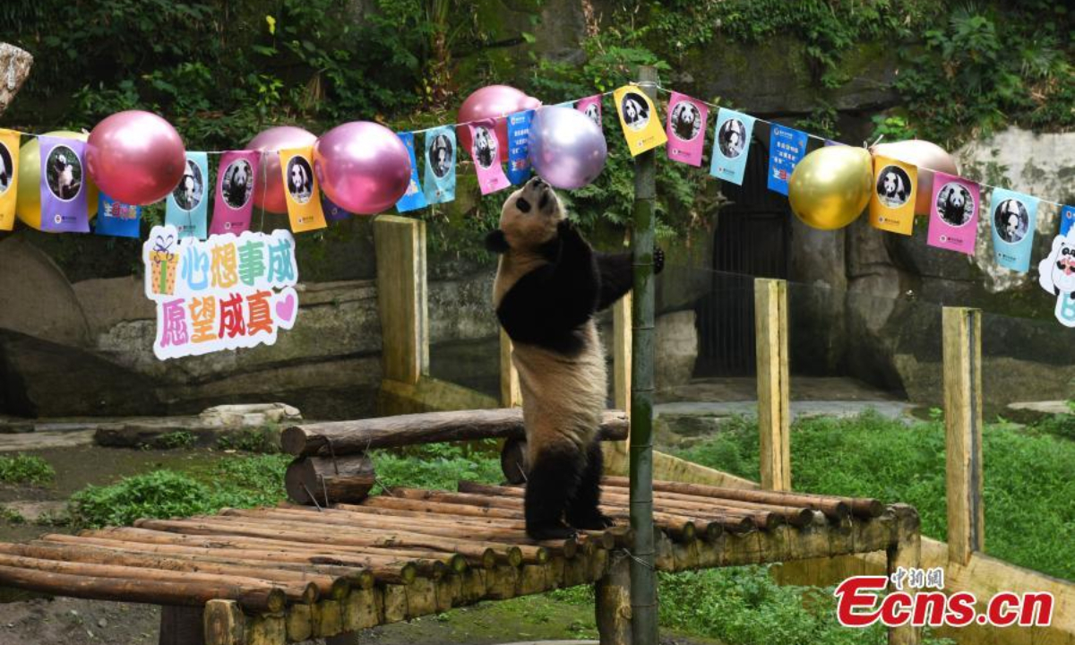 Chongqing Zoo holds a collective birthday party for six giant pandas on June 10. They are three-year-old “Shuangshuang”, “Chongchong”, “Xixi” and “Qingqing” and one-year-old “Xingxing” and “Chenchen”. Photo:China News Service