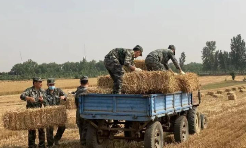 Soldiers help delivering the grain in the field of Xiao Shengsong. Photo: Henan Daily