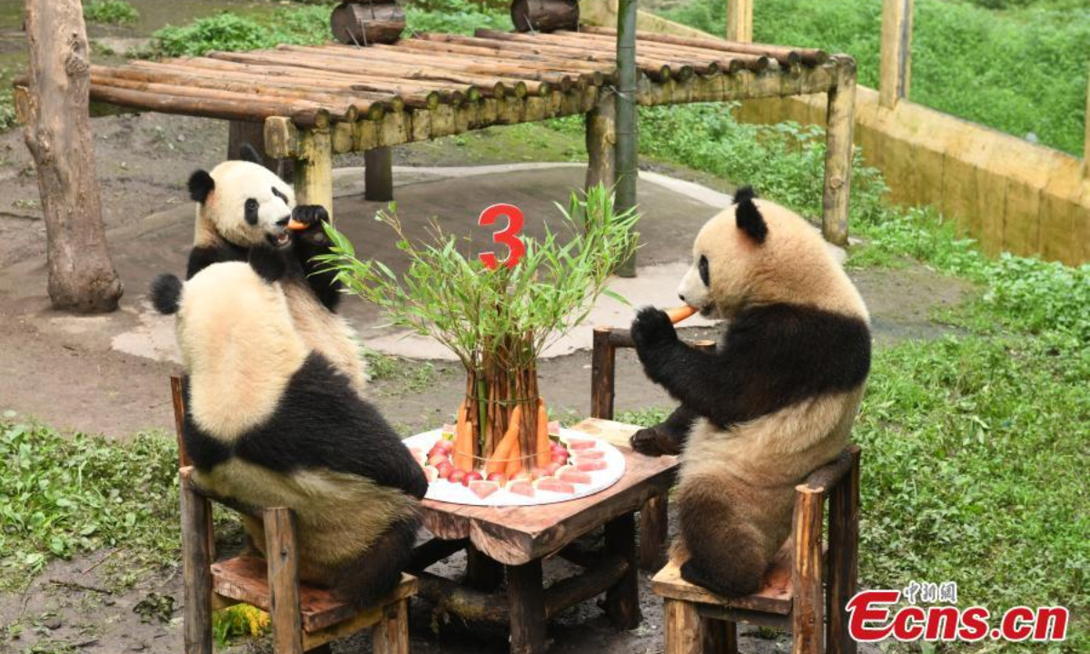 Chongqing Zoo holds a collective birthday party for six giant pandas on June 10. They are three-year-old “Shuangshuang”, “Chongchong”, “Xixi” and “Qingqing” and one-year-old “Xingxing” and “Chenchen”. Photo:China News Service