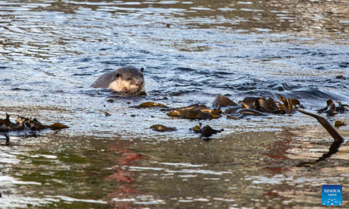 A sea otter swims in Simon's Town harbor in Cape Town, South Africa, on June 9, 2022. Photo:Xinhua