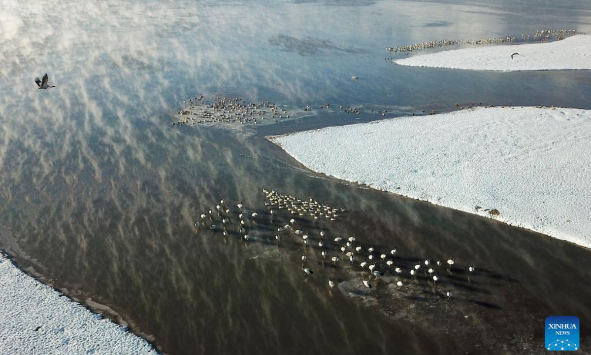 Aerial photo taken on Feb. 22, 2022 shows black-necked cranes in Lhunzhub County of Lhasa, southwest China's Tibet Autonomous Region. Southwest China's Tibet Autonomous Region remains one of the best environmental areas in the world, with local biodiversity and ecosystems remaining stable in 2021, according to a report issued on June 2, 2022. Photo:Xinhua