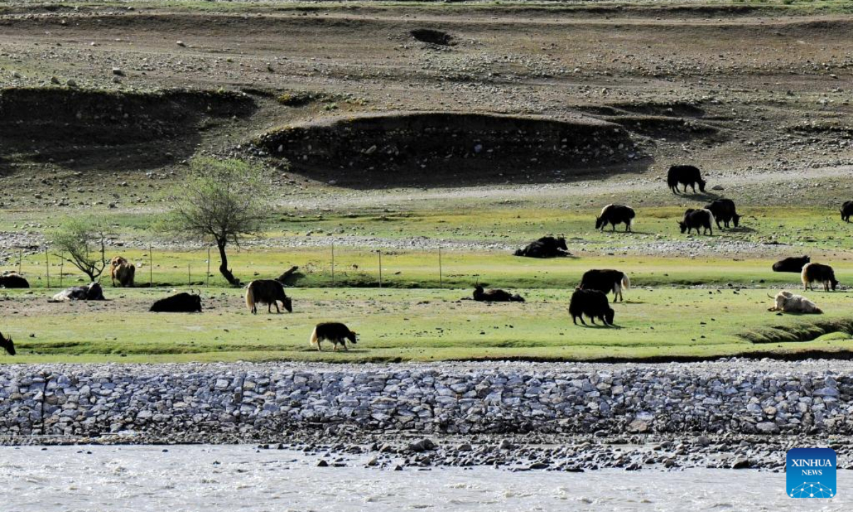 Photo taken on June 9, 2022 shows a plateau pasture in Lhasa, southwest China's Tibet Autonomous Region. Southwest China's Tibet Autonomous Region remains one of the best environmental areas in the world, with local biodiversity and ecosystems remaining stable in 2021, according to a report issued on June 2, 2022. Photo:Xinhua