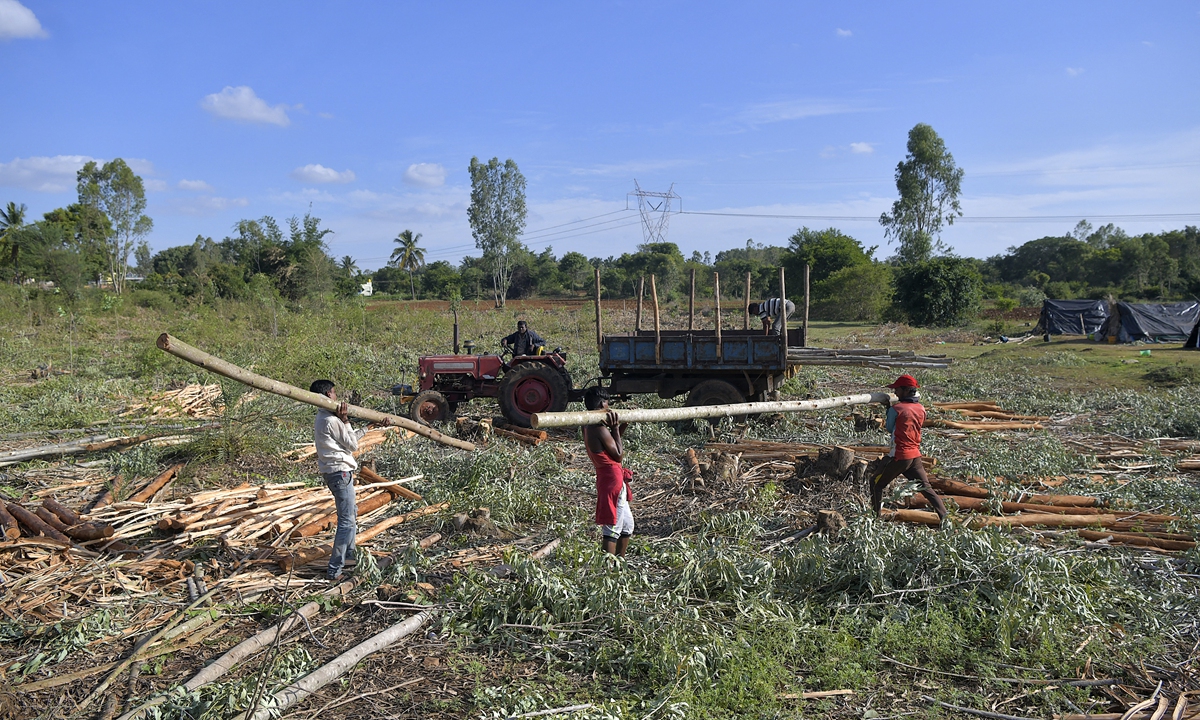 Workers load eucalyptus tree trunks to clear the field for planting on the outskirts of Bangalore, India on June 28, 2021. Photo: AFP