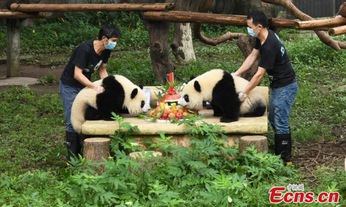 Chongqing Zoo holds a collective birthday party for six giant pandas on June 10. They are three-year-old “Shuangshuang”, “Chongchong”, “Xixi” and “Qingqing” and one-year-old “Xingxing” and “Chenchen”. Photo:China News Service