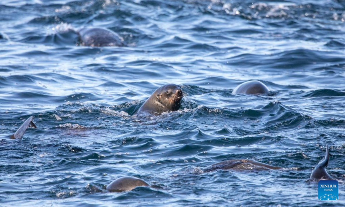 Cape fur seals swim in the sea near Simon's Town in Cape Town, South Africa, on June 9, 2022. Photo:Xinhua