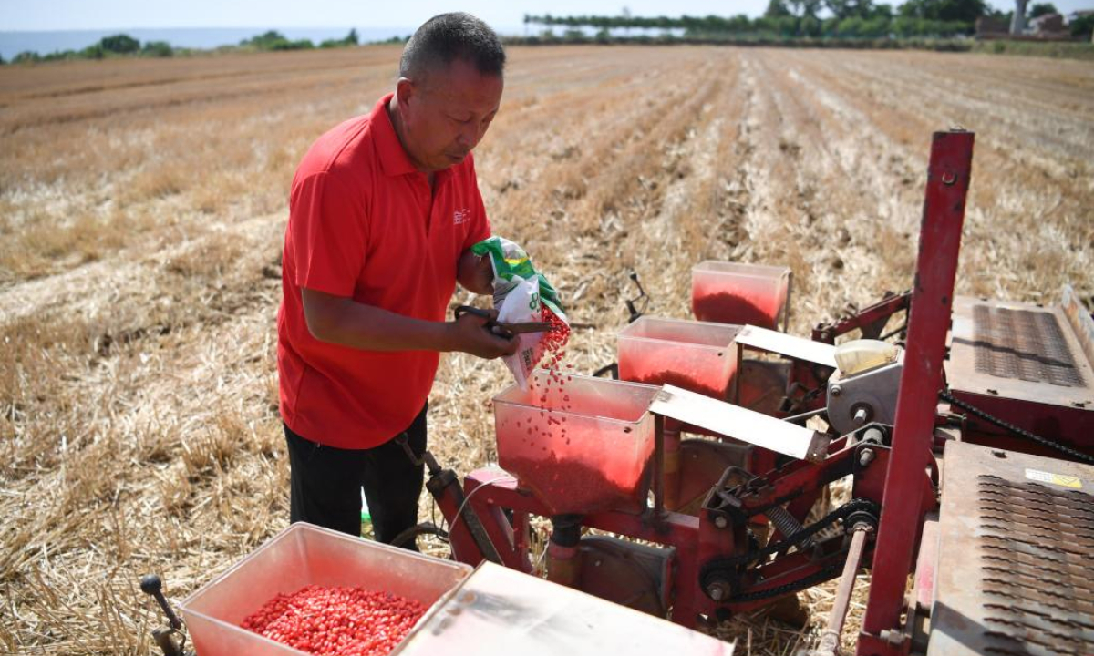 A farmer pours corn seeds into a planter in Chencun Township in Fengxiang District, Baoji City, northwest China's Shaanxi Province on June 8, 2022. Baoji city has carried out the sowing of autumn grain after the harvest of summer grain. Photo:Xinhua