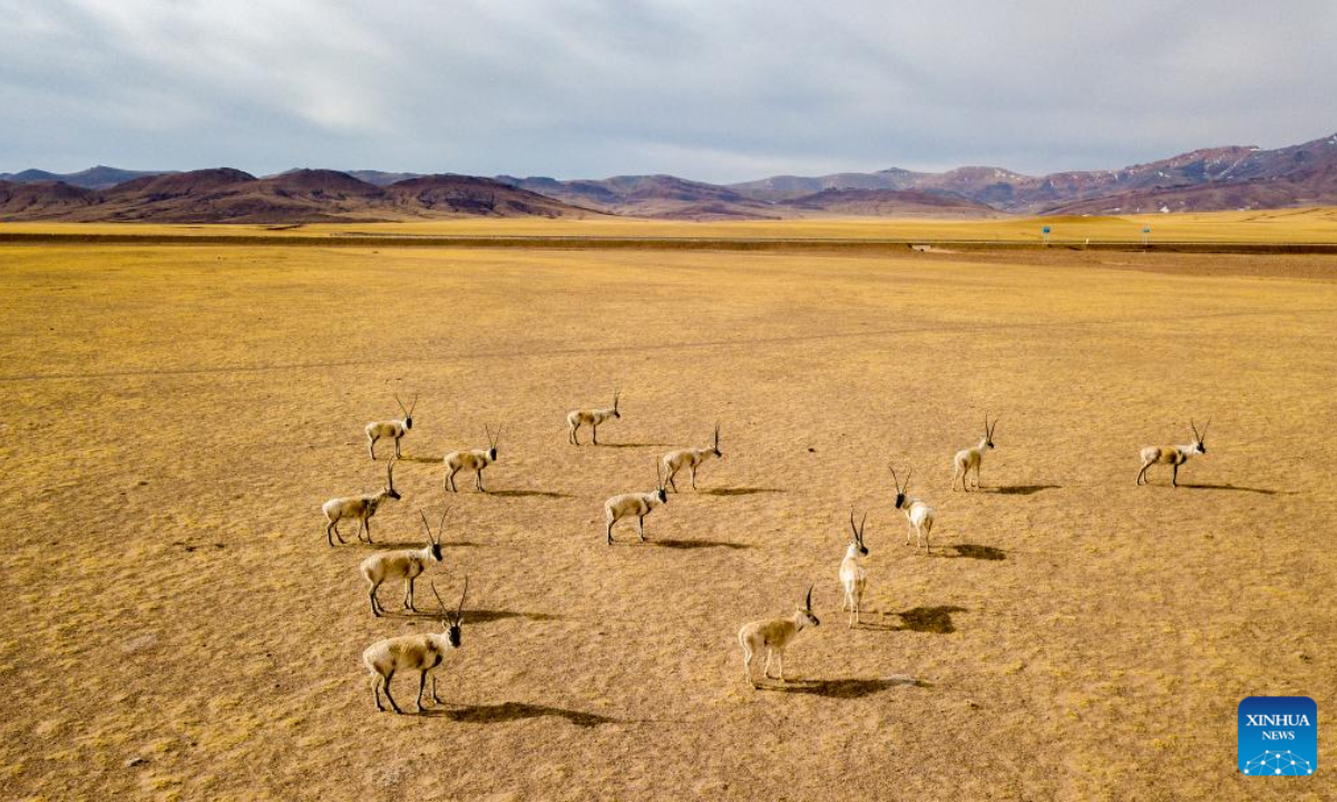Aerial photo taken on April 13, 2022 shows a number of Tibetan antelopes in Gerze County of Ngari Prefecture, southwest China's Tibet Autonomous Region. Southwest China's Tibet Autonomous Region remains one of the best environmental areas in the world, with local biodiversity and ecosystems remaining stable in 2021, according to a report issued on June 2, 2022. Photo:Xinhua