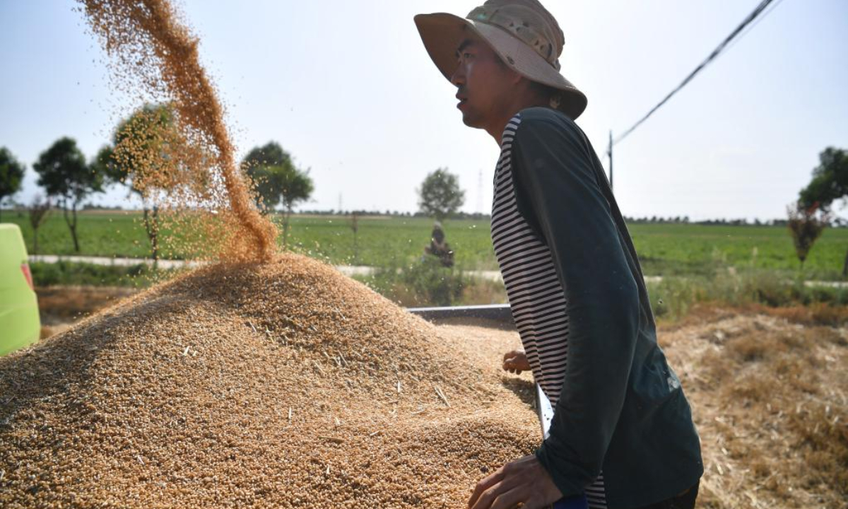 A farmer processes harvested wheat in Zhangxie village of Zhouyuan Township in Chencang District, Baoji City, northwest China's Shaanxi Province on June 8, 2022. Baoji city has carried out the sowing of autumn grain after the harvest of summer grain. Photo:Xinhua