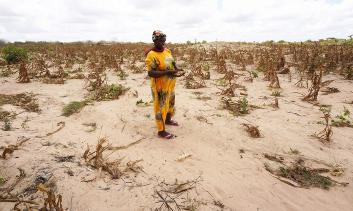 Villager Caroline is seen in a withered maize crops field in Kidemu sub-location in Kilifi County, Kenya, March 23, 2022. Photo:Xinhua