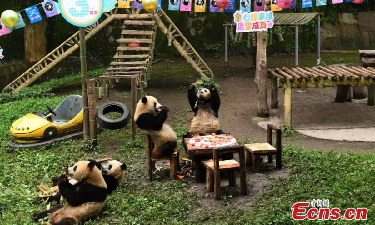 Chongqing Zoo holds a collective birthday party for six giant pandas on June 10. They are three-year-old “Shuangshuang”, “Chongchong”, “Xixi” and “Qingqing” and one-year-old “Xingxing” and “Chenchen”. Photo:China News Service