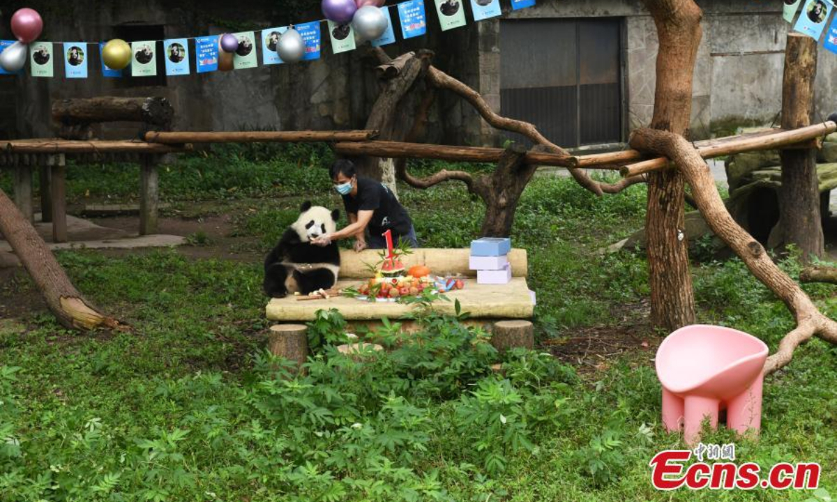 Chongqing Zoo holds a collective birthday party for six giant pandas on June 10. They are three-year-old “Shuangshuang”, “Chongchong”, “Xixi” and “Qingqing” and one-year-old “Xingxing” and “Chenchen”. Photo:China News Service