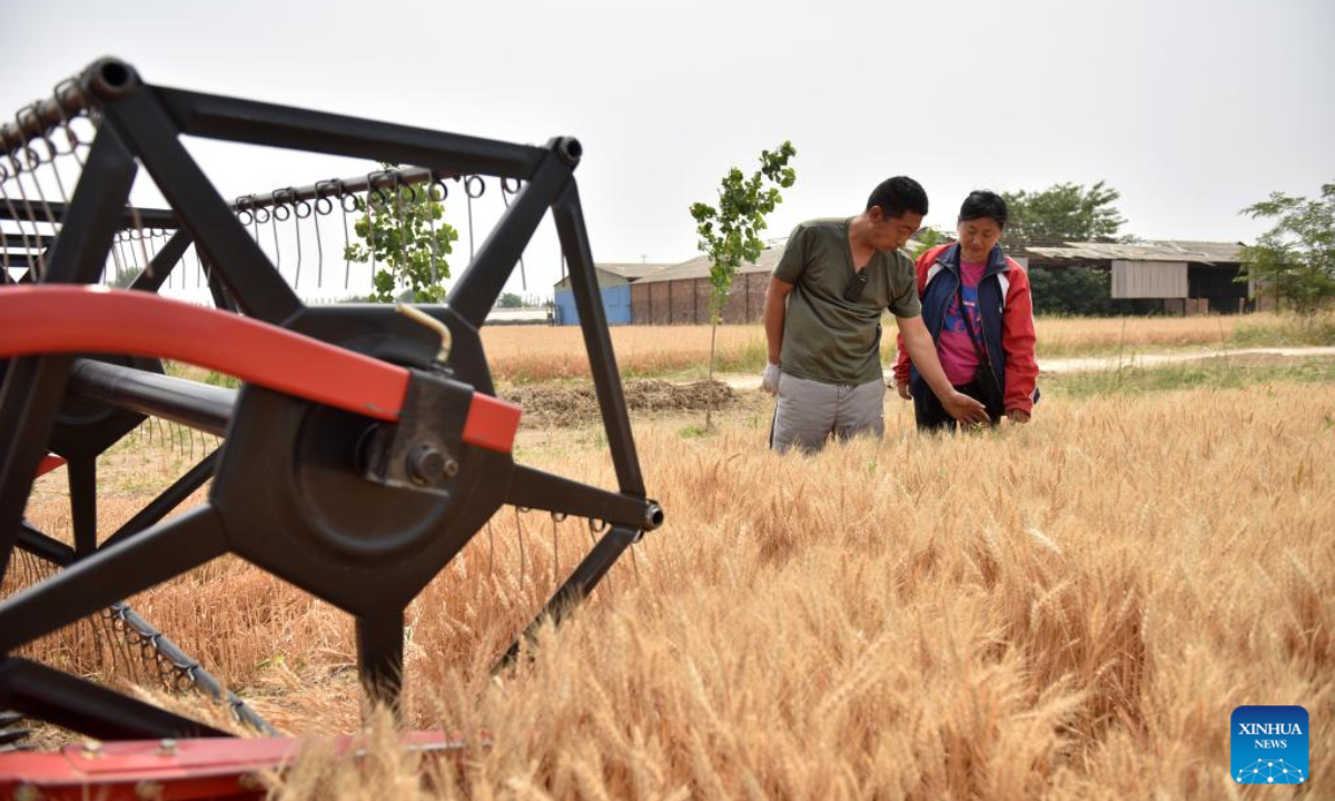 Tang Jumin (L) and Dou Liping check the wheat in the field at Hancun Village in Xingtai, north China's Hebei Province, June 9, 2022. Photo:Xinhua