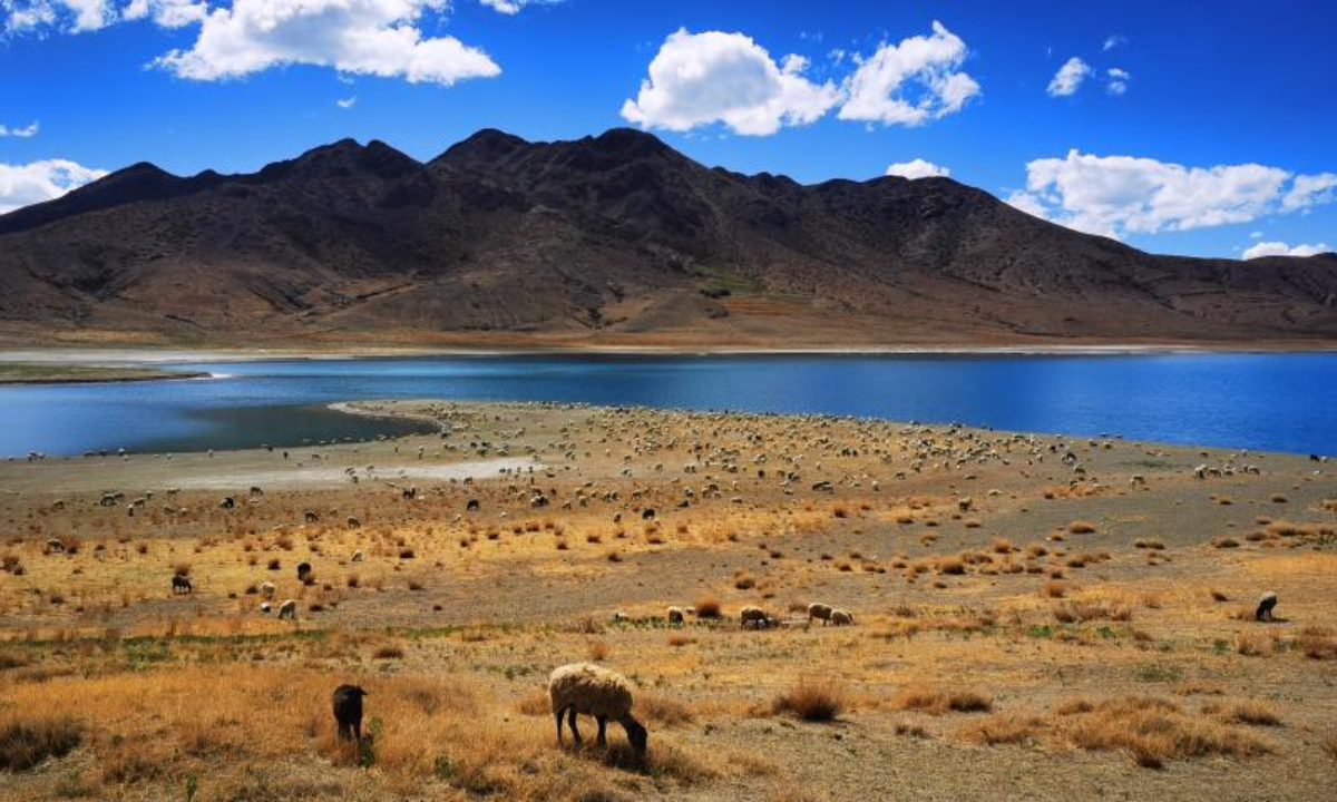 Livestock graze on the edge of the Yamzbog Yumco Lake, southwest China's Tibet Autonomous Region, June 3, 2022. Southwest China's Tibet Autonomous Region remains one of the best environmental areas in the world, with local biodiversity and ecosystems remaining stable in 2021, according to a report issued on June 2, 2022. Photo:Xinhua