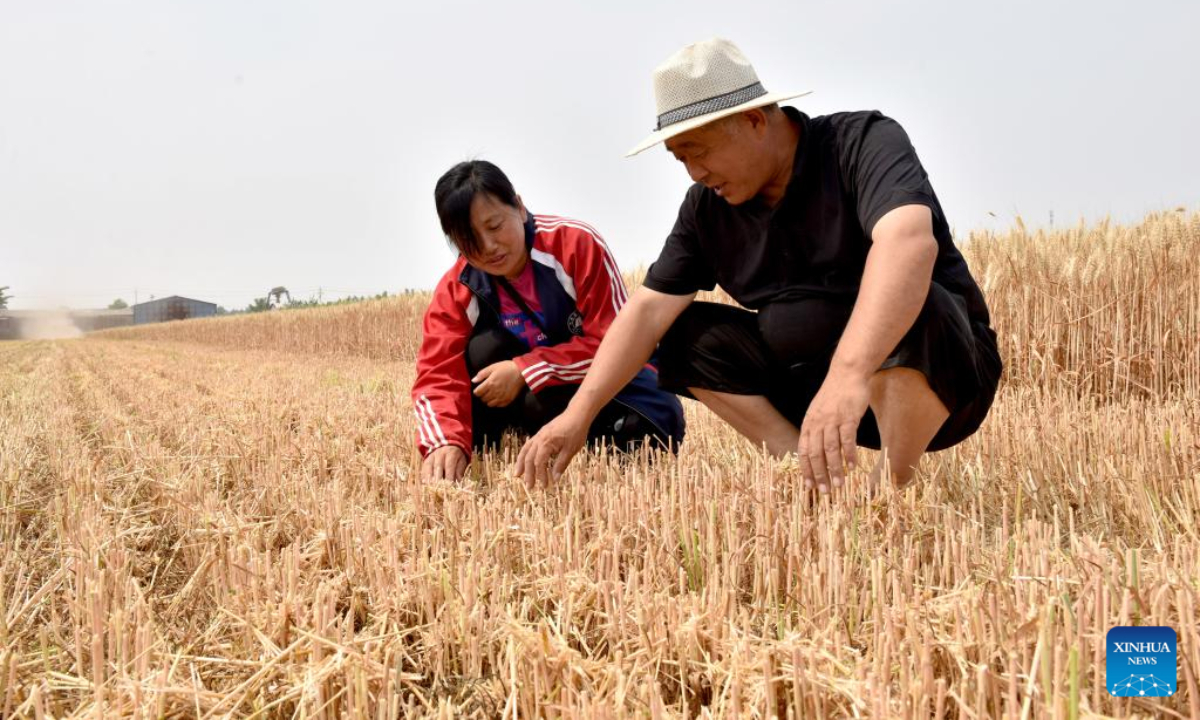 Dou Liping (L) checks wheat stubble after reaping with a villager in the field at Hancun Village in Xingtai, north China's Hebei Province, June 9, 2022. Photo:Xinhua