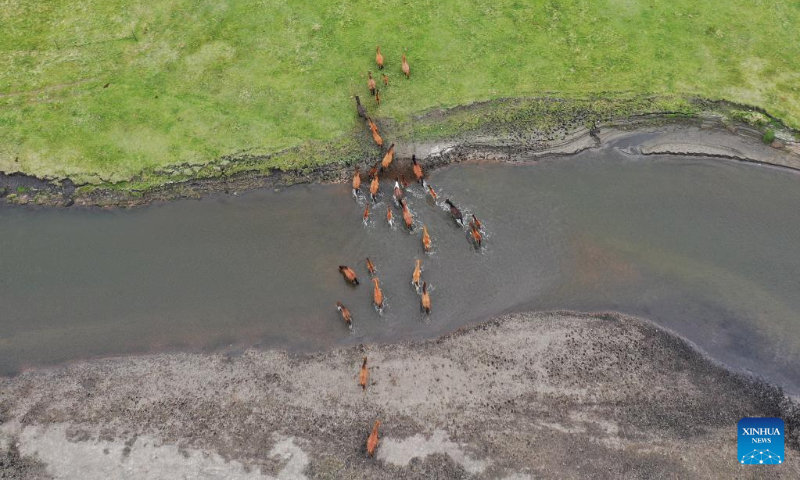 Aerial photo taken on June 10, 2022 shows horses crossing the Mergel Gol River in Hulun Buir, north China's Inner Mongolia Autonomous Region. (Xinhua/Li Zhipeng)