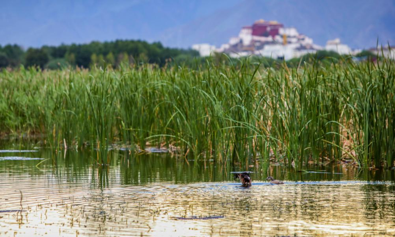 Photo taken on June 13, 2022 shows the Lhalu wetland in Lhasa, southwest China's Tibet Autonomous Region. (Xinhua/Jiang Fan)