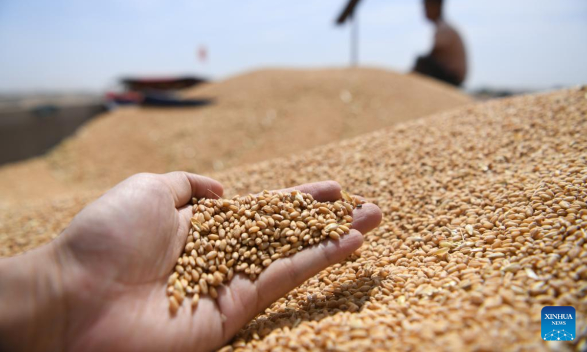 Newly-harvested wheat is seen in Dianji Township, Woyang County of Bozhou City, east China's Anhui Province, June 7, 2022. Photo:Xinhua