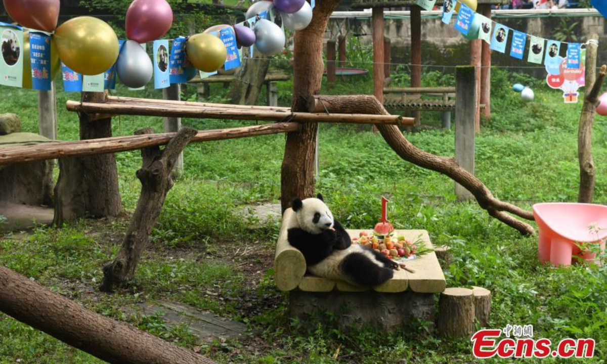 Chongqing Zoo holds a collective birthday party for six giant pandas on June 10. They are three-year-old “Shuangshuang”, “Chongchong”, “Xixi” and “Qingqing” and one-year-old “Xingxing” and “Chenchen”. Photo:China News Service