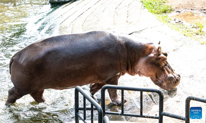 A hippo is seen at Dehiwala Zoological Garden in Colombo, Sri Lanka, June 5, 2022. Sri Lanka's Department of Zoology has informed the Wildlife Ministry that it has run out of funds to provide daily food to animals in zoos amid the ongoing economic crisis, local media reported on Thursday.(Photo: Xinhua)