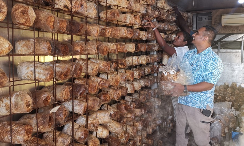 Staff members of Bula Mushroom company check the condition of mushrooms in Nadi, Fiji, May 11, 2022.(Photo: Xinhua)