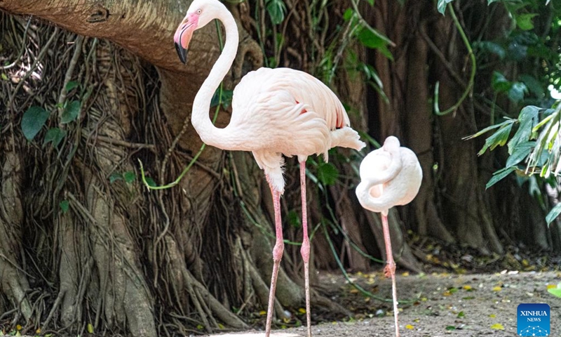 Flamingos are seen at Dehiwala Zoological Garden in Colombo, Sri Lanka, June 5, 2022. Sri Lanka's Department of Zoology has informed the Wildlife Ministry that it has run out of funds to provide daily food to animals in zoos amid the ongoing economic crisis, local media reported on Thursday.(Photo: Xinhua)