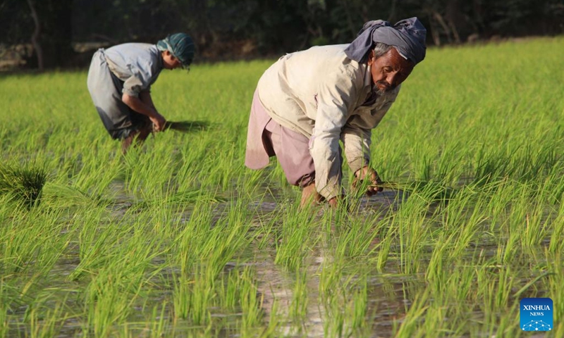 Afghan farmers transplant rice seedlings in a paddy field in Kunduz province, Afghanistan, June 6, 2022.(Photo: Xinhua)