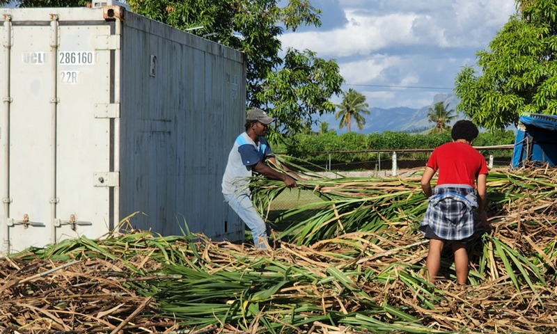 Employees of Bula Mushroom company unload Juncao from a vehicle in Nadi, Fiji, May 11, 2022.(Photo: Xinhua)
