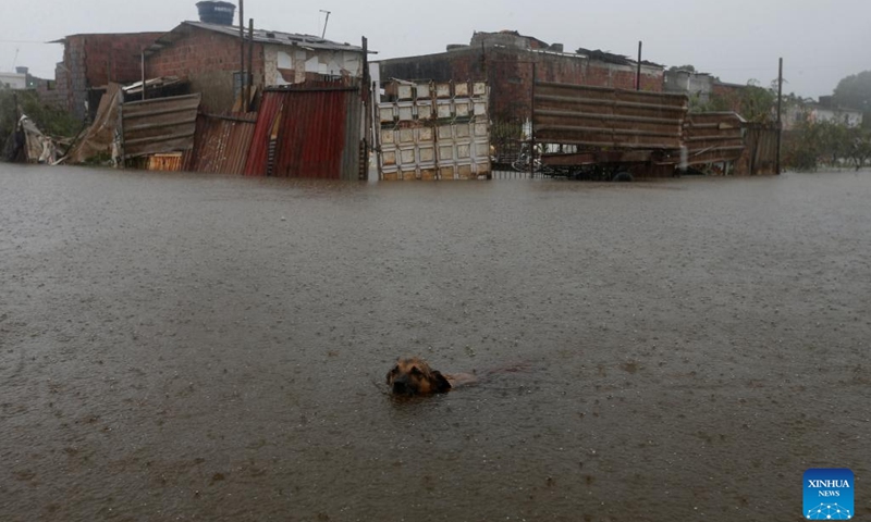 A dog crosses a flooded street after heavy rains in Muribeca town, Recife, Brazil, June 4, 2022.(Photo: Xinhua)