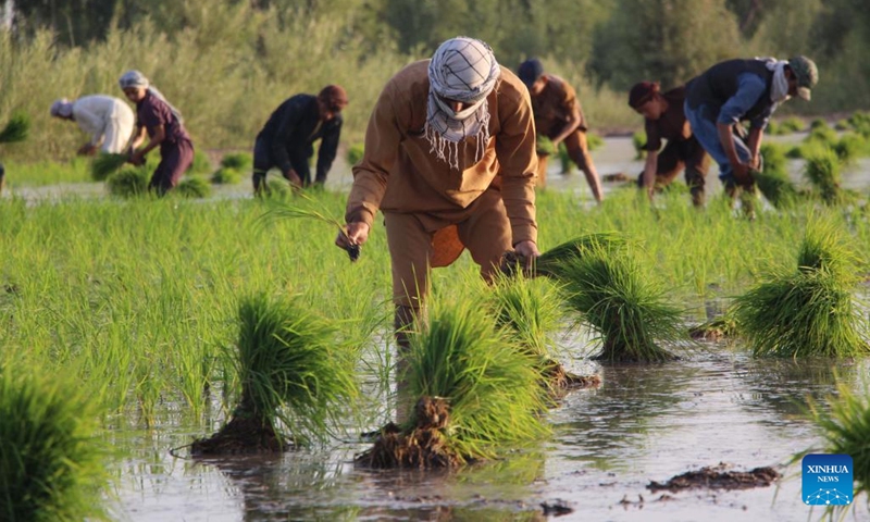 Afghan farmers transplant rice seedlings in a paddy field in Kunduz province, Afghanistan, June 6, 2022.(Photo: Xinhua)