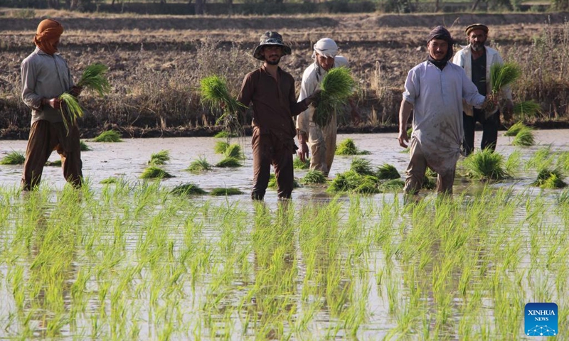 Afghan farmers transplant rice seedlings in a paddy field in Kunduz province, Afghanistan, June 6, 2022.(Photo: Xinhua)