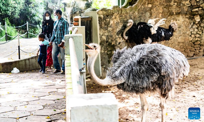 An ostrich is seen at Dehiwala Zoological Garden in Colombo, Sri Lanka, June 5, 2022. Sri Lanka's Department of Zoology has informed the Wildlife Ministry that it has run out of funds to provide daily food to animals in zoos amid the ongoing economic crisis, local media reported on Thursday.(Photo: Xinhua)