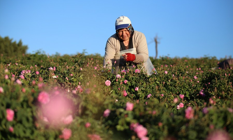 A flower farmer pick roses in a rose garden in Isparta, Turkey, on June 15, 2022.(Photo: Xinhua)