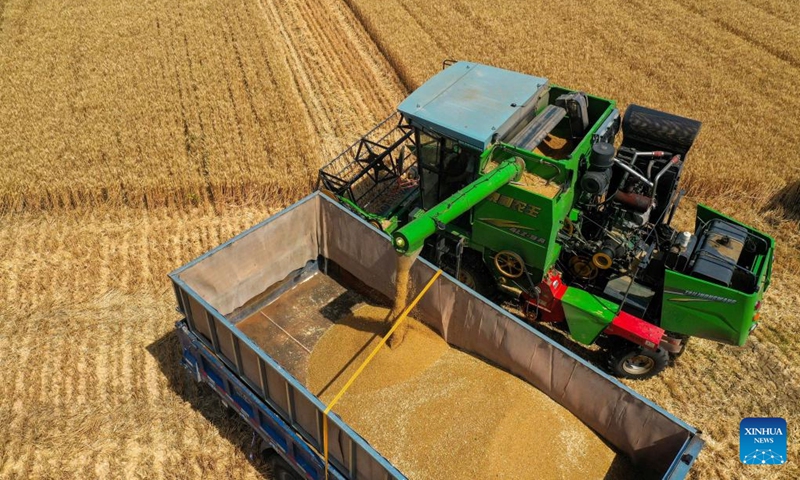 Aerial photo taken on June 8, 2022 shows a harvester working in wheat fields in Xisong Village of Sansi Township, Xingtai City, north China's Hebei Province.(Photo: Xinhua)