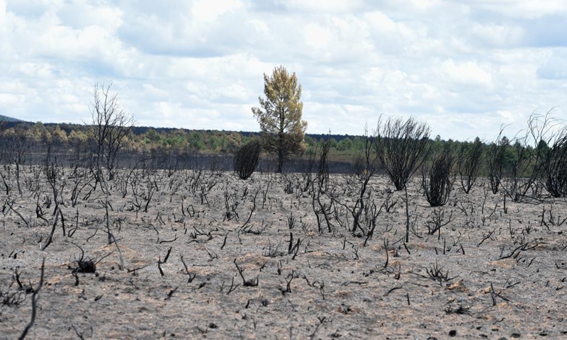 Photo taken on June 20, 2022 shows plants burnt in a wildfire in the province of Zamora, Spain. A wildfire caused by a lightning strike on June 15 in the province of Zamora has become the worst ever recorded in the history of Spain, regional authorities confirmed on June 20.(Photo: Xinhua)