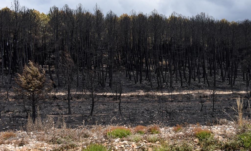 Photo taken on June 20, 2022 shows trees burnt in a wildfire in the province of Zamora, Spain. A wildfire caused by a lightning strike on June 15 in the province of Zamora has become the worst ever recorded in the history of Spain, regional authorities confirmed on June 20.(Photo: Xinhua)
