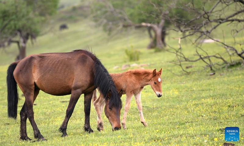 Horses graze on grassland at a forest farm of Guanshan Mountain in Zhangjiachuan Hui Autonomous County of Tianshui, northwest China's Gansu Province, June 7, 2022.(Photo: Xinhua)