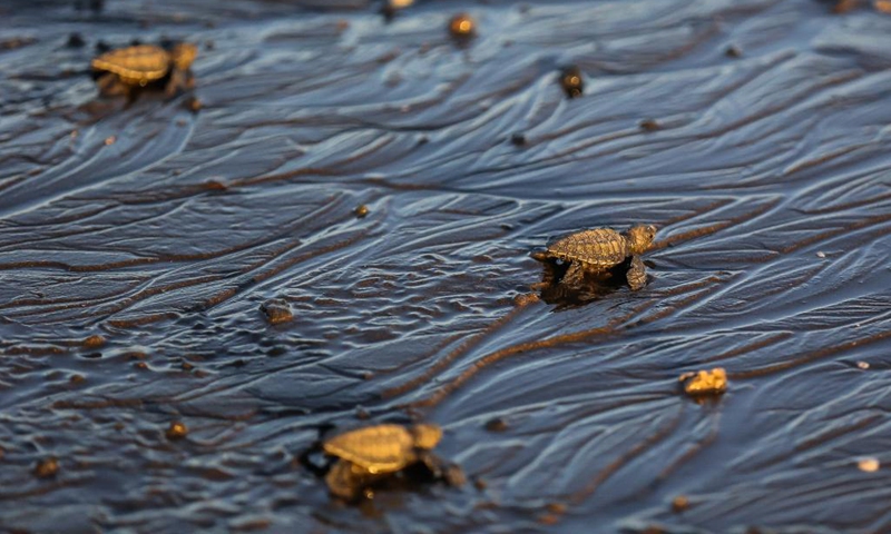 Olive ridley sea turtle hatchlings crawl their way to the water during sunrise at the Sea Turtle Hatchery Facility in Cavite Province, the Philippines on March 1, 2022.(Photo: Xinhua)